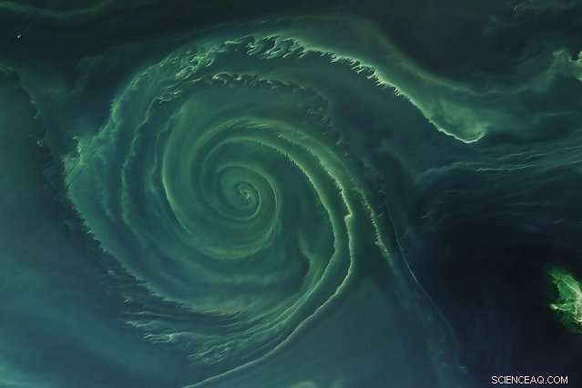 Surviving in the Depths: How Phytoplankton Thrive in Nutrient‑Poor Ocean Gyres