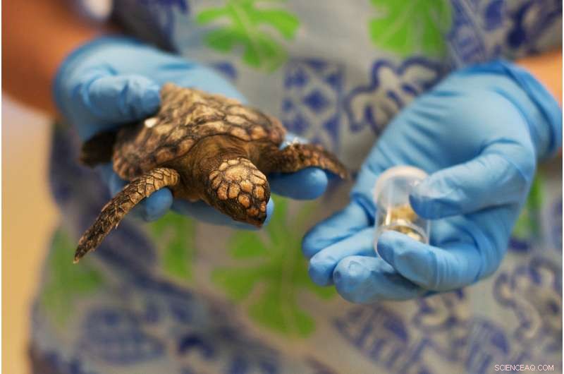 Micronized Ocean Plastics Threaten Sea Turtle Populations and Marine Life Cycles, Study Finds
