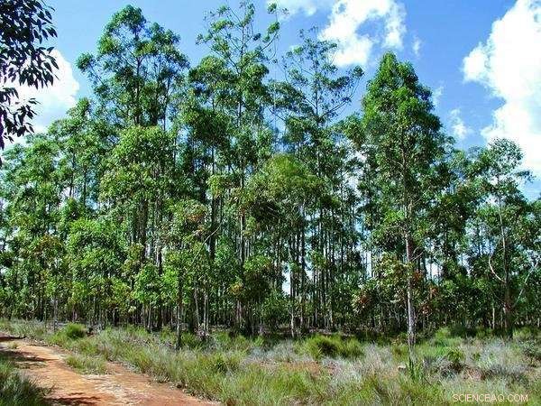 Eucalyptus 2018: How Plantation Managers and Researchers Tackle Climate Change