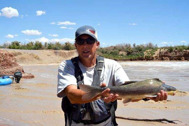 Research Reveals High Numbers of Endangered Fish Beneath San Juan River Waterfall