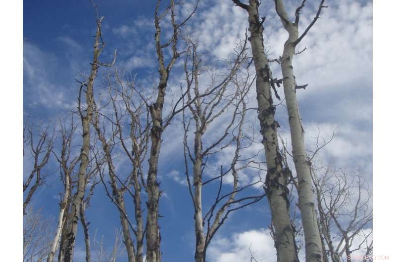 Diverse Forests Show Greater Resilience to Drought