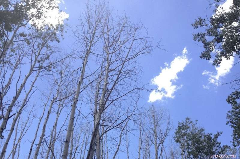 Diverse Forests Show Greater Resilience to Drought