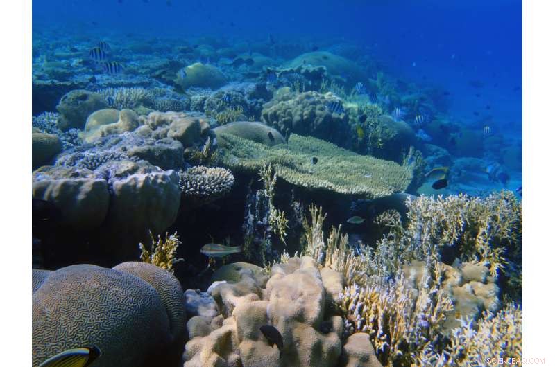 Coral Skeletons Reveal Desert Climate Secrets from the Little Ice Age