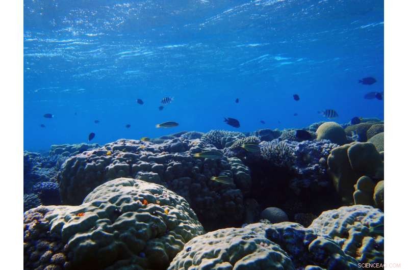 Coral Skeletons Reveal Desert Climate Secrets from the Little Ice Age