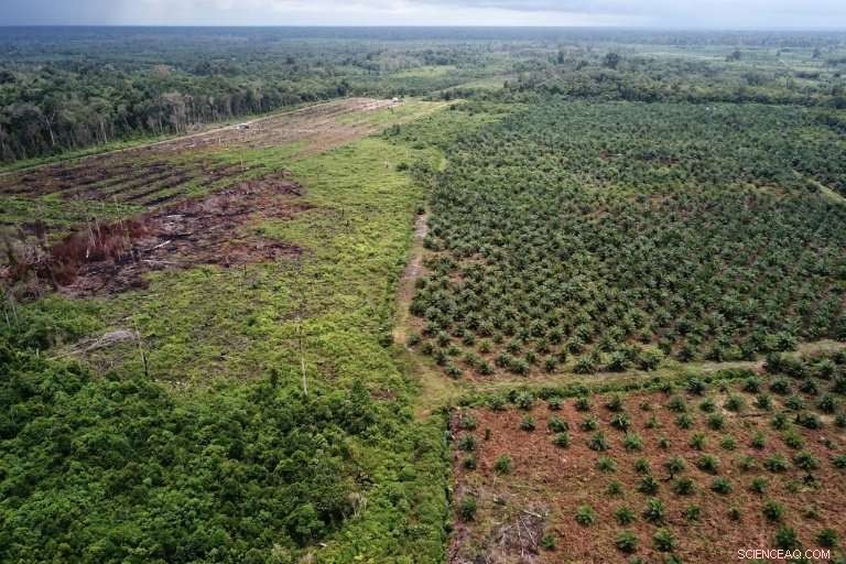 Indonesia Suspends New Palm Oil Plantations to Protect Forests