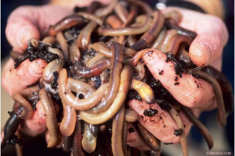 Harnessing Worms, Water Fleas, and Bacteria to Deliver Clean Water in Remote Communities