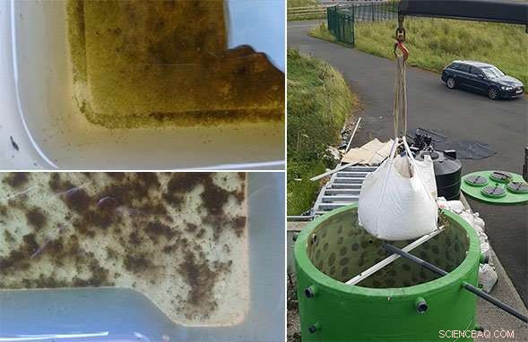 Harnessing Worms, Water Fleas, and Bacteria to Deliver Clean Water in Remote Communities