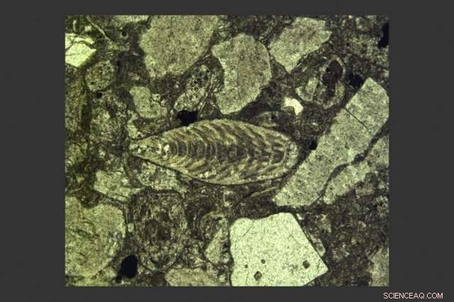 The End‑Permian Extinction: Earth s Rapid, Mass Species Loss Explained