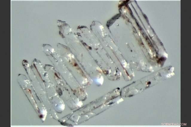 The End‑Permian Extinction: Earth s Rapid, Mass Species Loss Explained