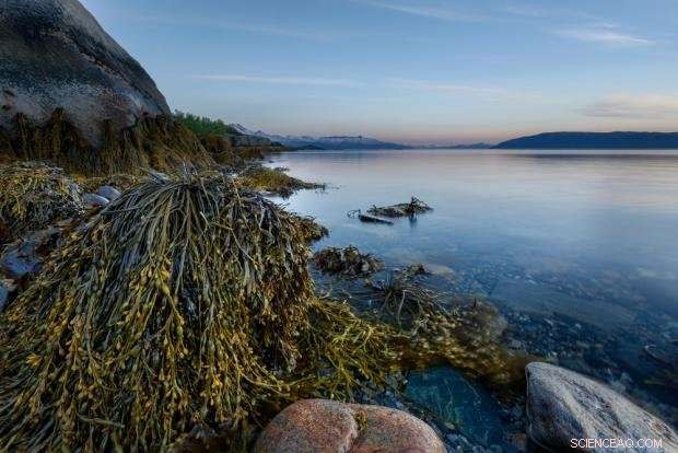 Harnessing Nordic Marine Forests to Combat Climate Change