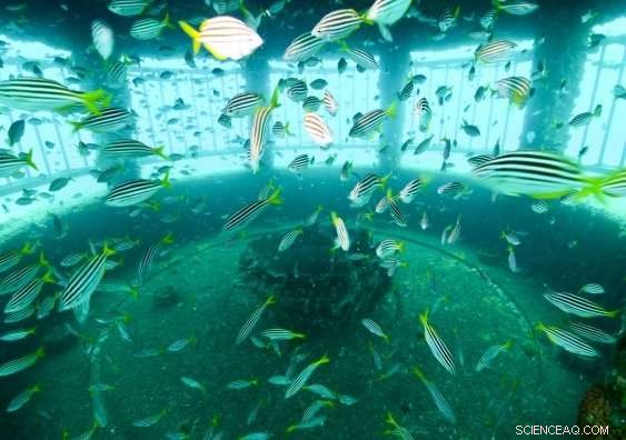 Groundbreaking Study Confirms Sydney Desalination Plant’s Minimal Marine Impact