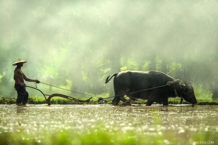 Harvesting Tomorrow: How Small-Scale Farmers Are Shaping the Future of Food