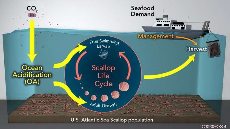 How Ocean Acidification Threatens Sea Scallop Fisheries