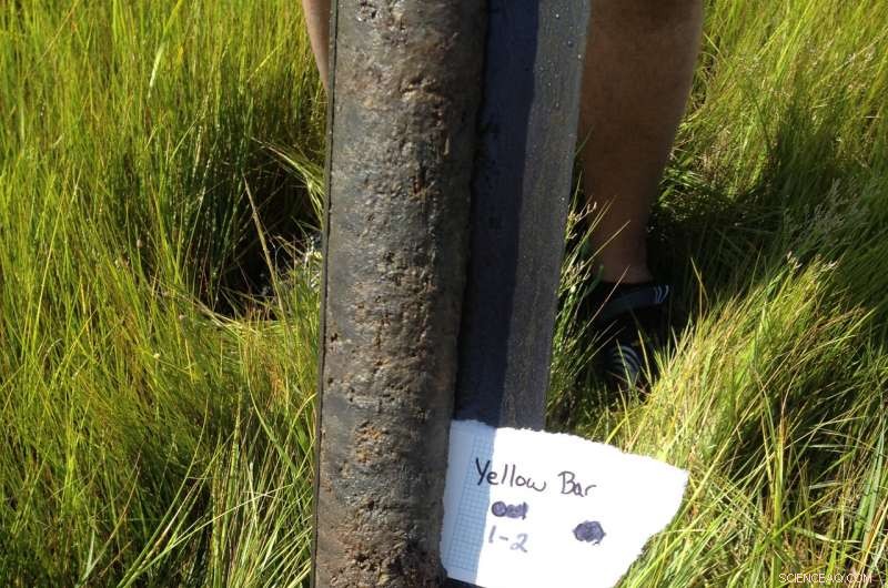 Urbanization Severely Threatens NYC Wetlands: Cutting Off Life Support