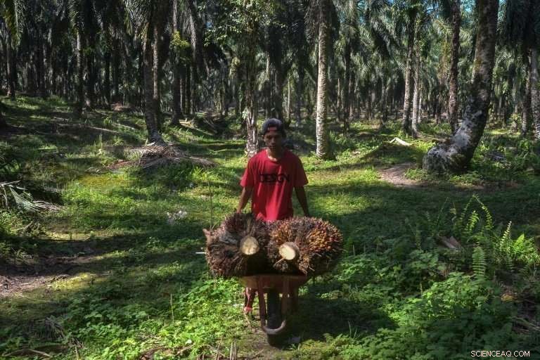 EU Palm Oil Ban Threatens Livelihoods of Southeast Asian Farmers