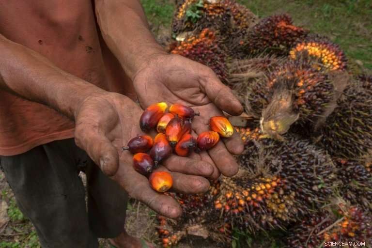 EU Palm Oil Ban Threatens Livelihoods of Southeast Asian Farmers