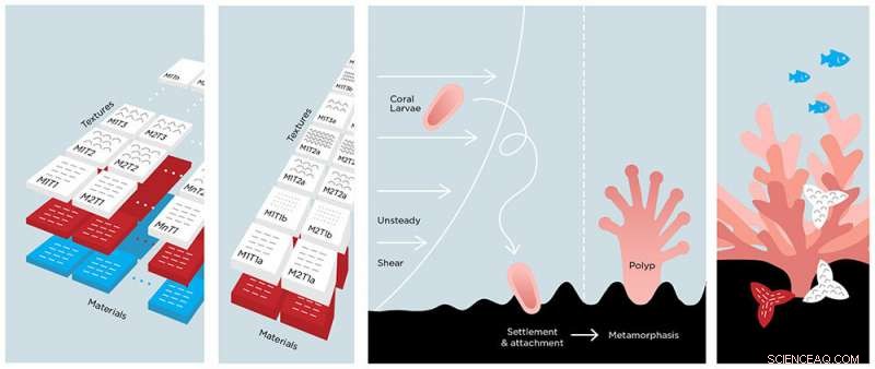 Scientists Seek New Homes for Corals Amid Climate Crisis