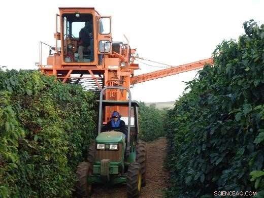 Brazilian Soil Boosts Ground Coffee: The Hidden Perks Explained
