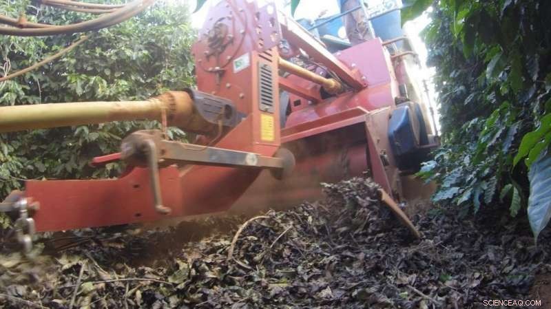 Brazilian Soil Boosts Ground Coffee: The Hidden Perks Explained