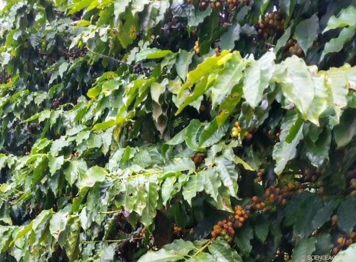 Brazilian Soil Boosts Ground Coffee: The Hidden Perks Explained