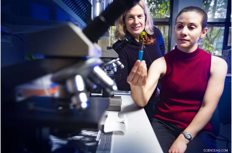 New 13-Year Study Reveals First Evidence of Climate Change Impact on East Antarctic Vegetation