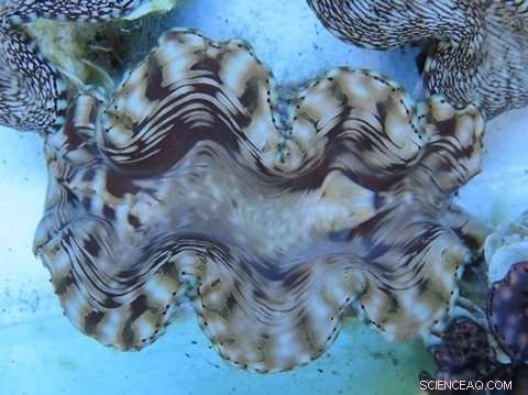 How Giant Clams Absorb Urea: A Breakthrough in Marine Biochemistry