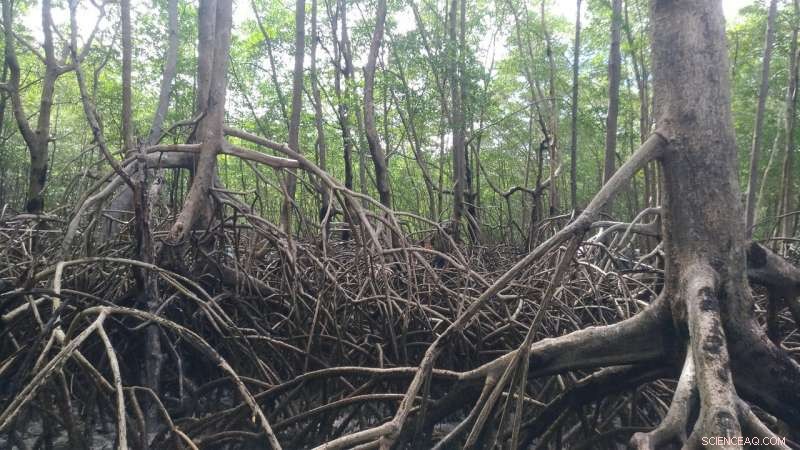 Amazon Mangrove Forests Sequester Twice the Carbon of Famous Rainforests per Acre