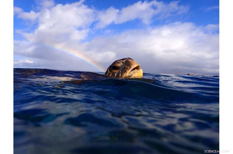 Assessing the Reliability of Turtles as Indicators of Ocean Pollution and Marine Ecosystem Health