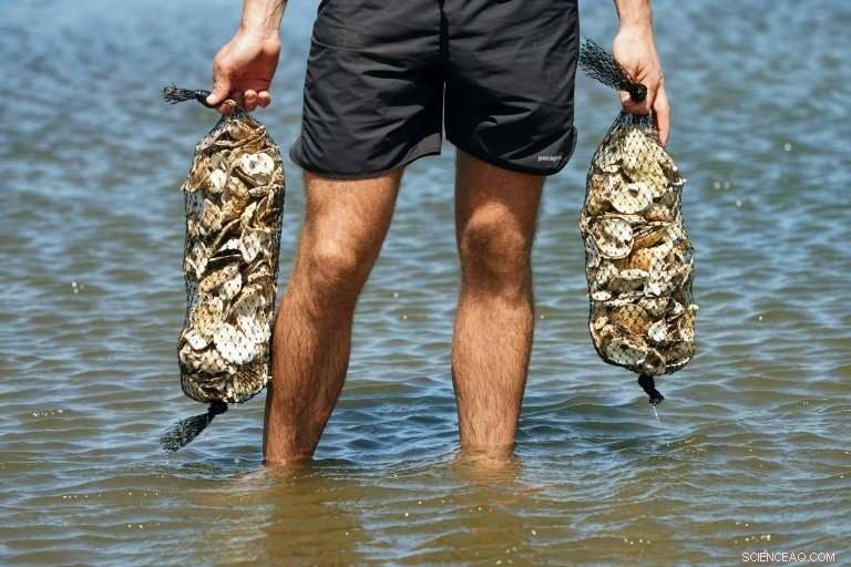 NYC Aims to Restore Historic Oyster Harvests