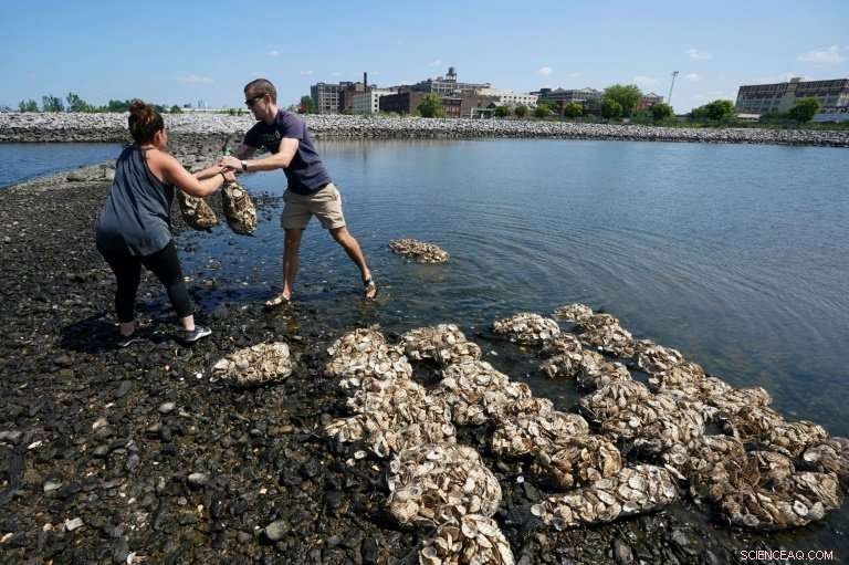 NYC Aims to Restore Historic Oyster Harvests
