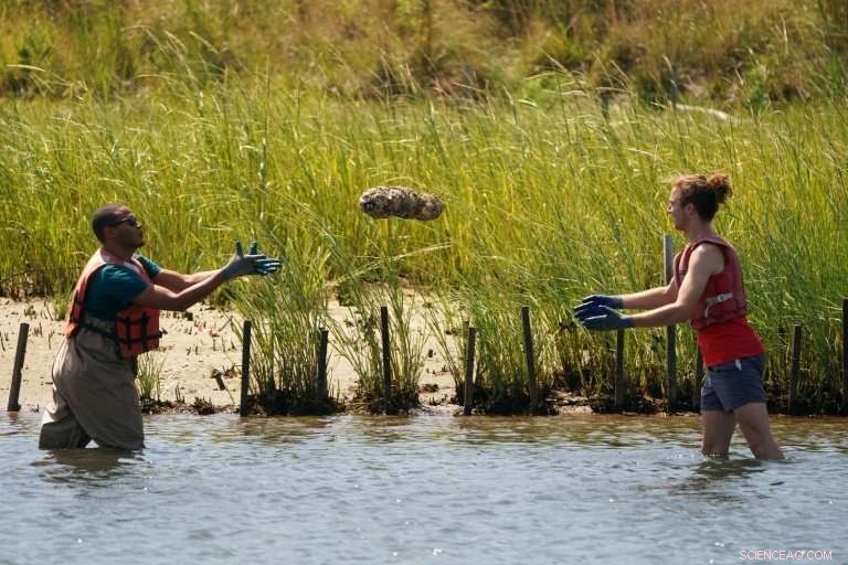 NYC Aims to Restore Historic Oyster Harvests