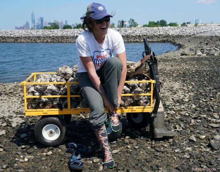 NYC Aims to Restore Historic Oyster Harvests