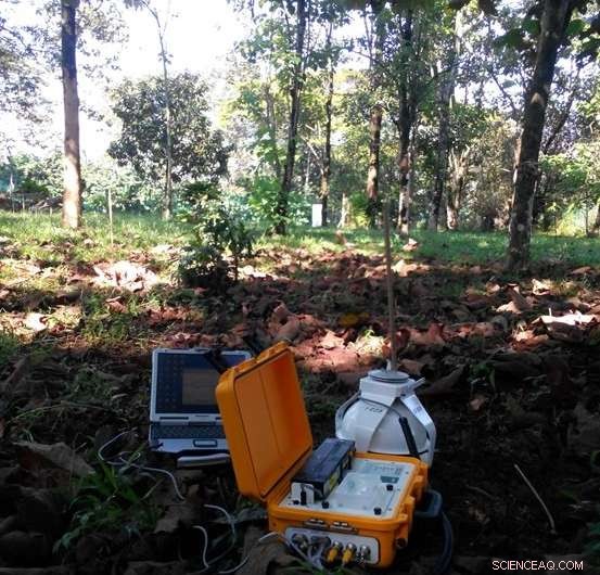 Tree Species and Age Significantly Influence Carbon Emissions