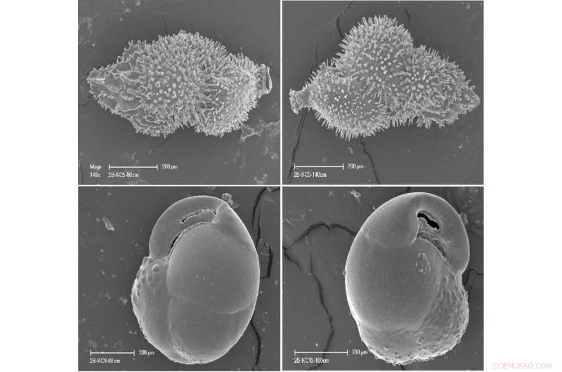 Uncovering Antarctica s Glacial History Through Deep-Sea Fossil Research