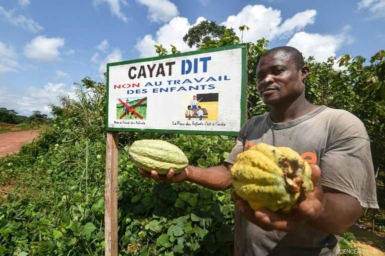 Fair‑Trade Agreements Shield Ivorian Cocoa Farmers from Market Volatility