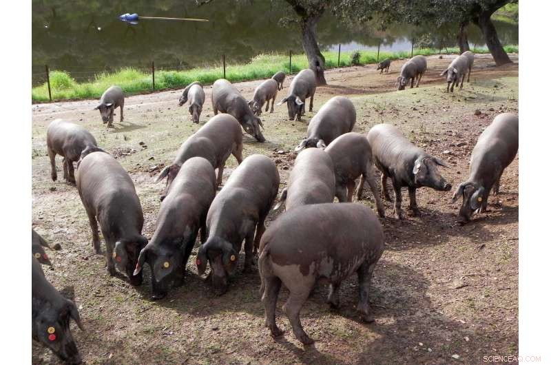 Sustainable Traditional Farming Practices for Arid Climates