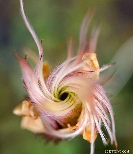 Arctic Plants Grow Taller as Climate Change Drives Migration