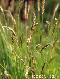 Arctic Plants Grow Taller as Climate Change Drives Migration