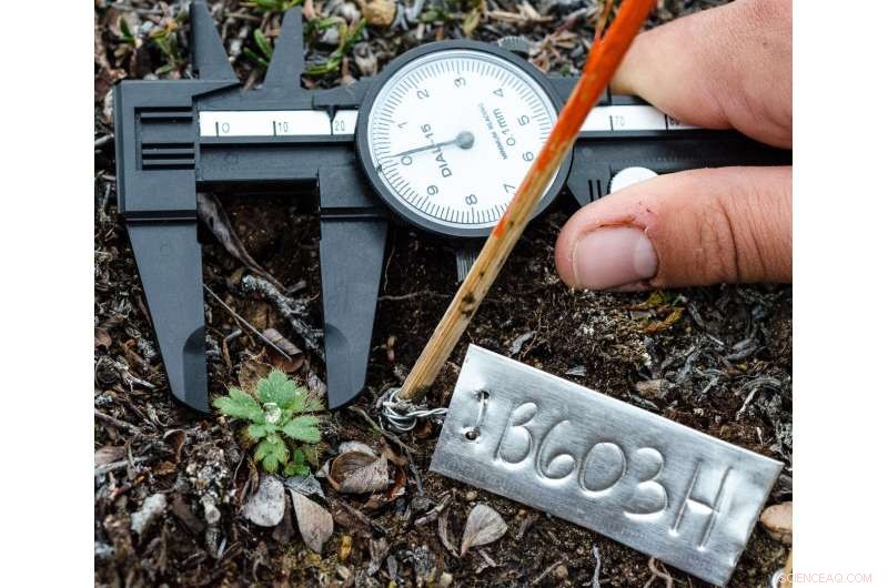 Arctic Plants Grow Taller as Climate Change Drives Migration