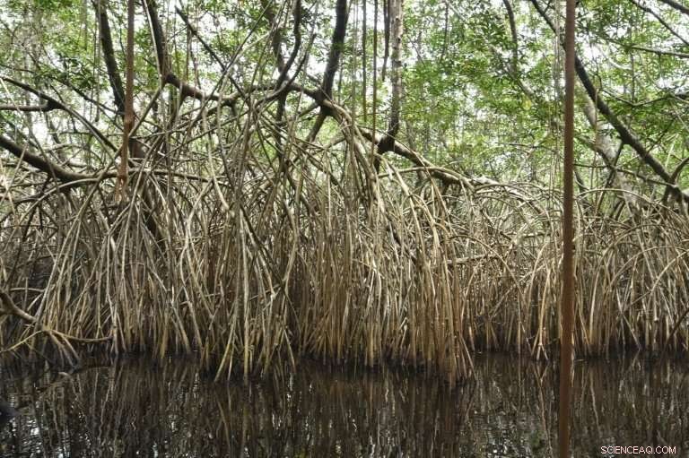 Study Finds Wetlands Vanish Three Times Faster Than Forests, Threatening Climate Stability