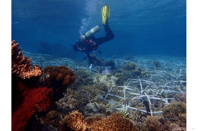 Large Coral Reef Areas Can Be Successfully Rehabilitated