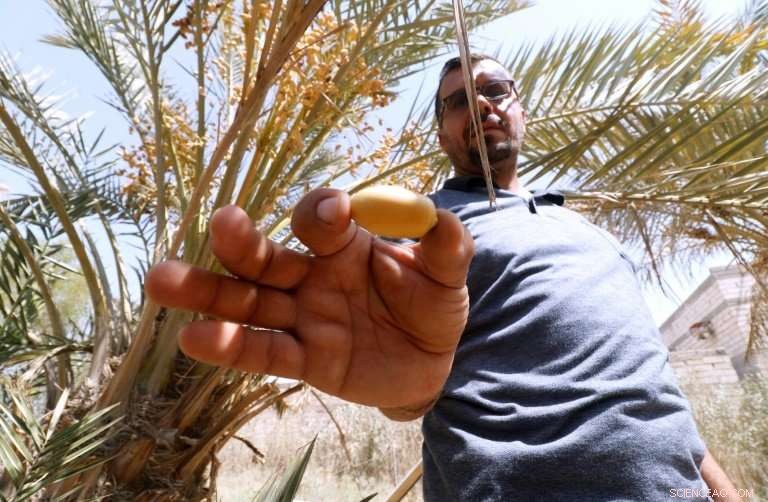 Iraq s Date Palms Face Conflict and Drought Threat
