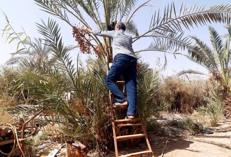 Iraq s Date Palms Face Conflict and Drought Threat