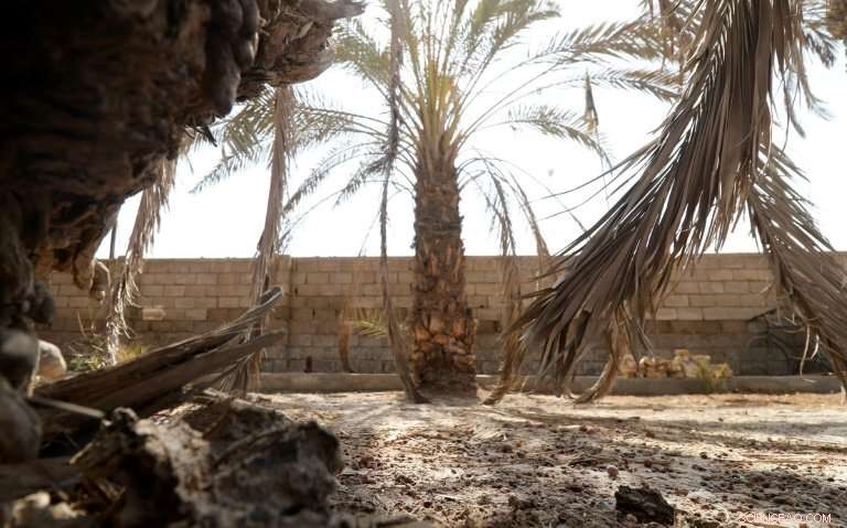 Iraq s Date Palms Face Conflict and Drought Threat