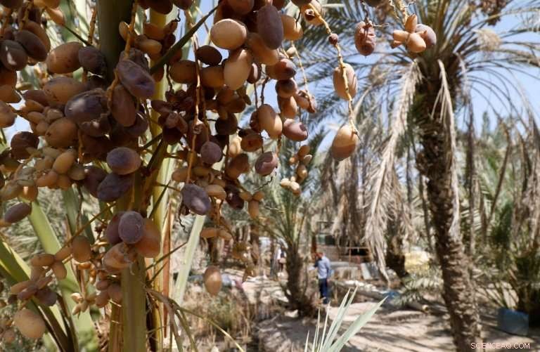 Iraq s Date Palms Face Conflict and Drought Threat