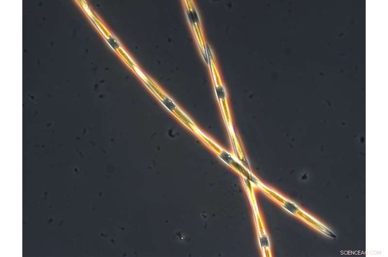 Scientists Uncover Genetic Drivers Behind Toxic Algal Blooms