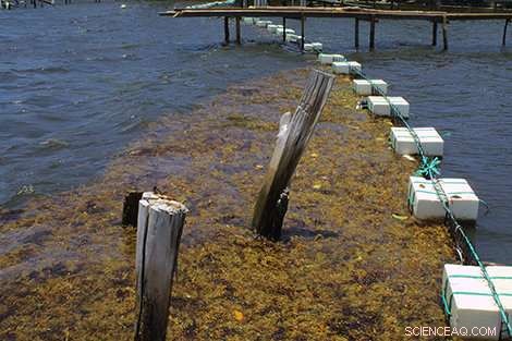 CNRS and Université des Antilles Launch 18-Month Sargassum Seaweed Repurposing Project in French West Indies
