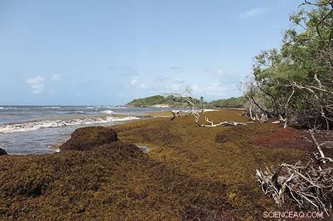 CNRS and Université des Antilles Launch 18-Month Sargassum Seaweed Repurposing Project in French West Indies