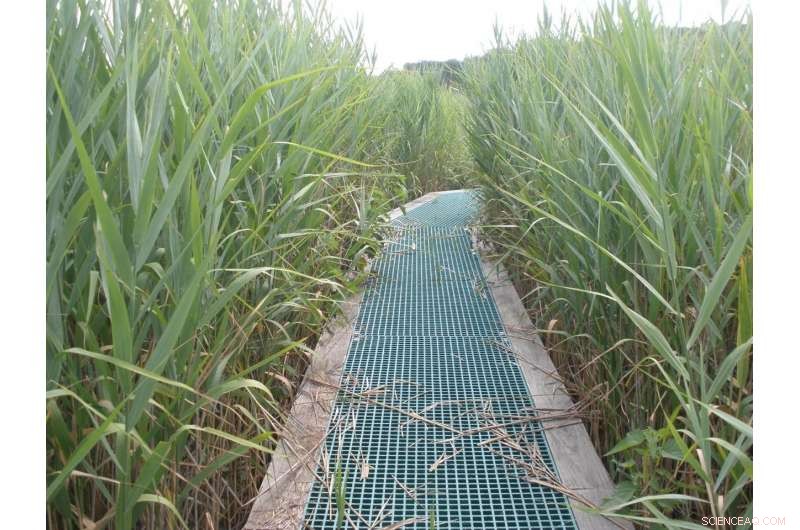 Invasive Plants Enhance Blue Carbon Sequestration