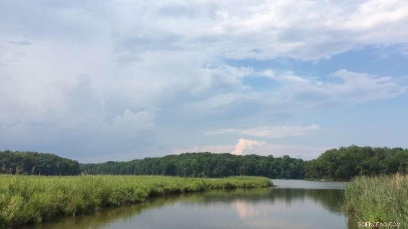 Invasive Plants Enhance Blue Carbon Sequestration
